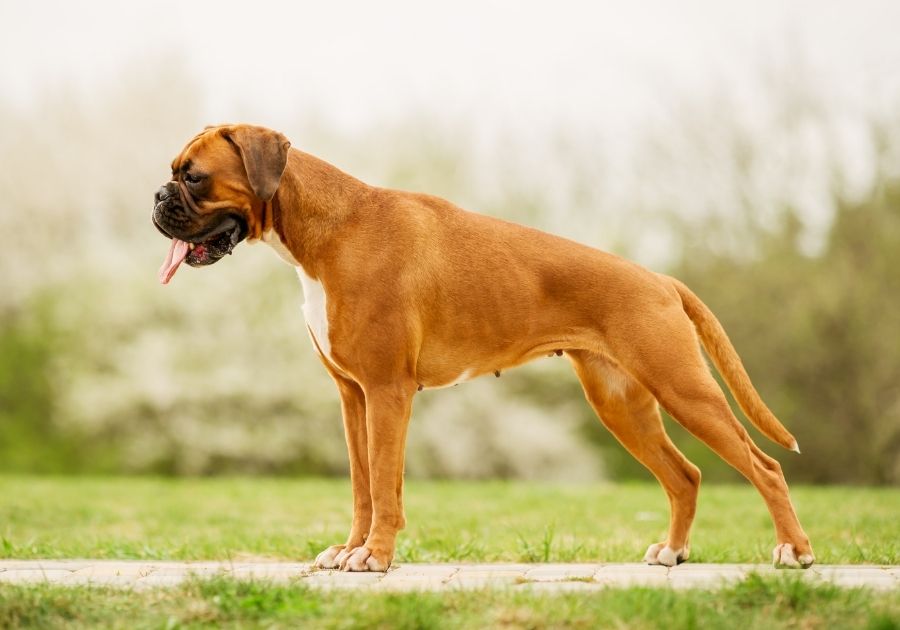 Boxer Dog Standing Outside on Walkway