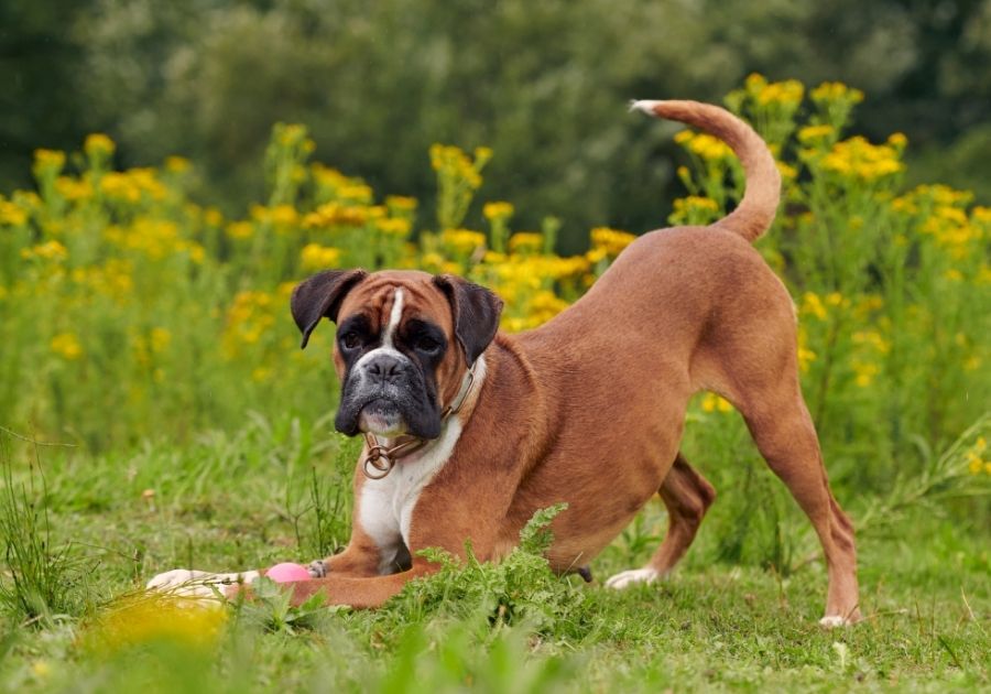 Boxer Dog With Ball Playing on Grass