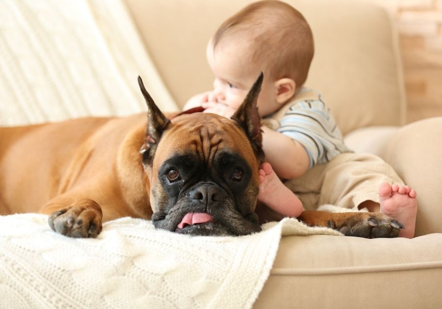 Boxer Dog on Sofa with Little Baby Boy