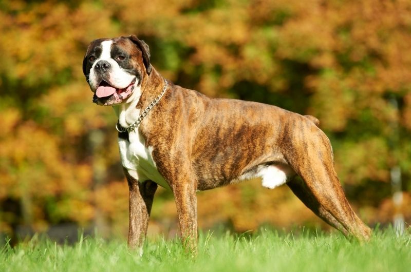 Boxer Dog