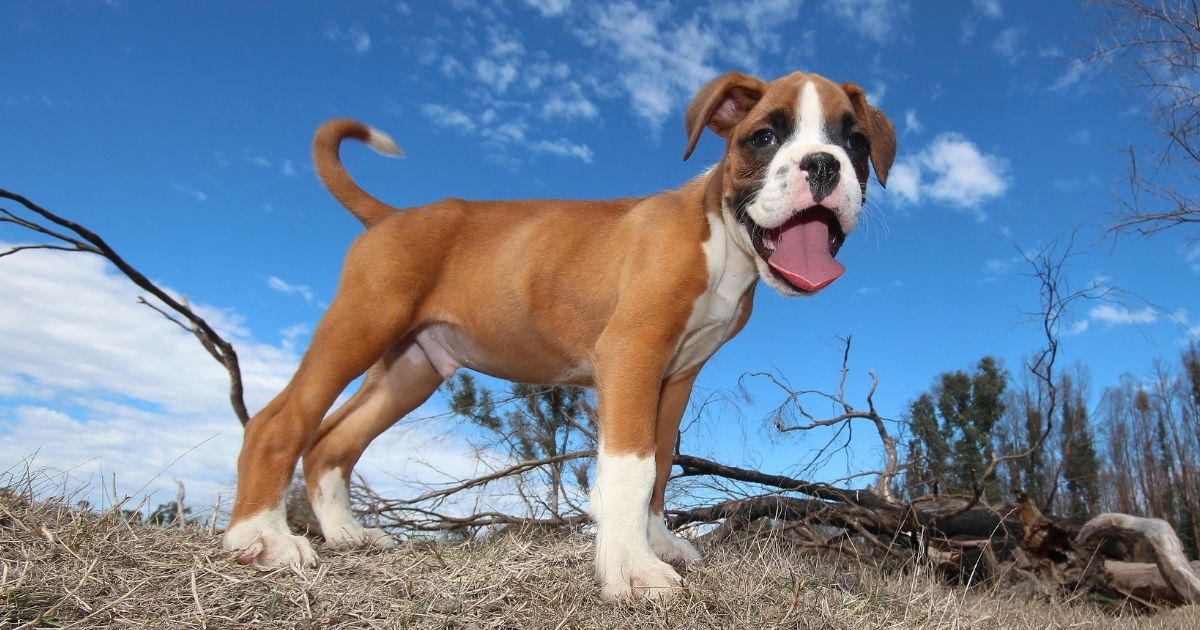 Boxer Price How Much Does A Boxer Puppy Cost