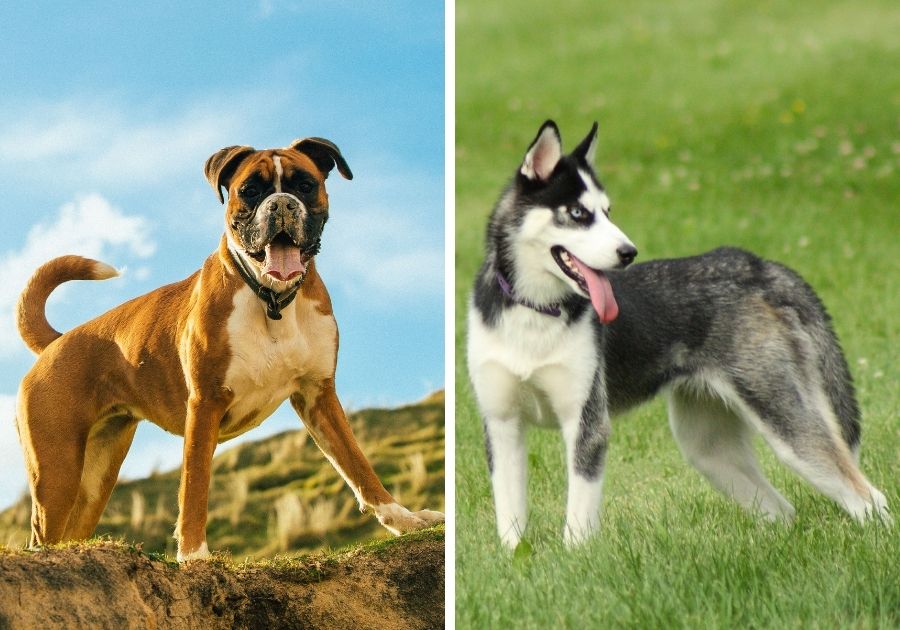 Boxer x Siberian Husky Dog Breeds