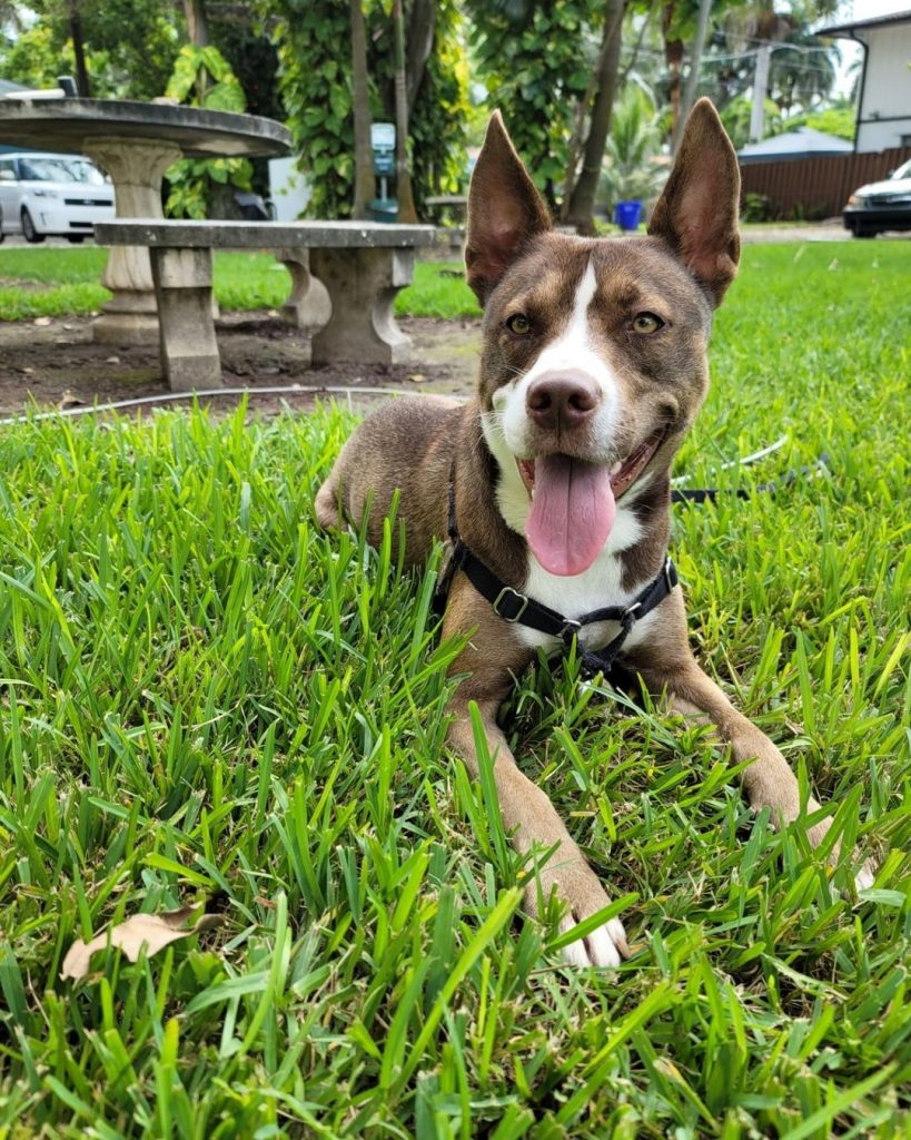 Boxsky Dog Lying on Grass Panting