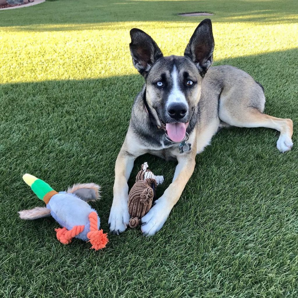 Boxsky Pup Playing With Toys on Field