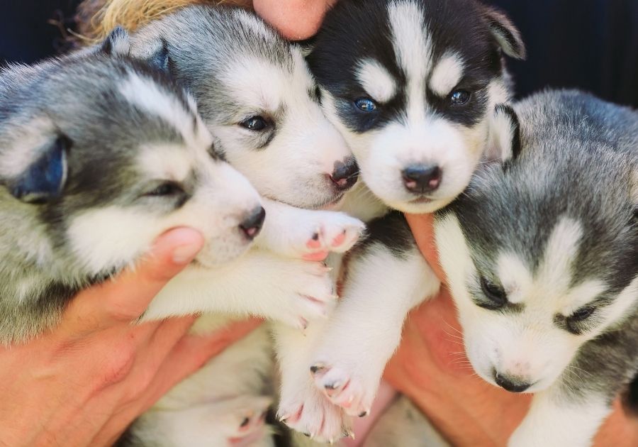 Breeder Holding Litter Puppies in Hands