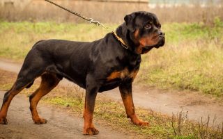 15 Dogs That Look Like Rottweilers But Aren’t
