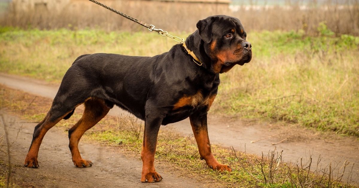 Breeds of Dogs that Look Like Rottweilers but Aren't