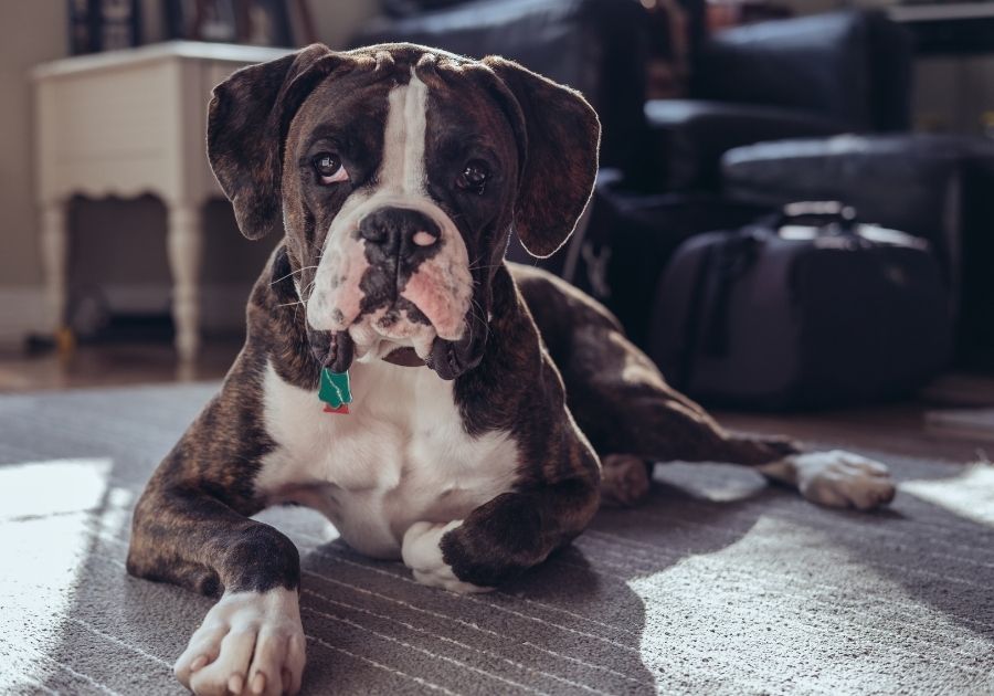 Brindle Boxer Puppy Lying on Floor