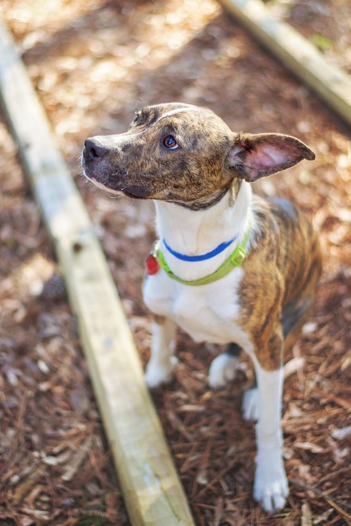 Brindle Greyhound Pitbull Mix Sitting Looking Up