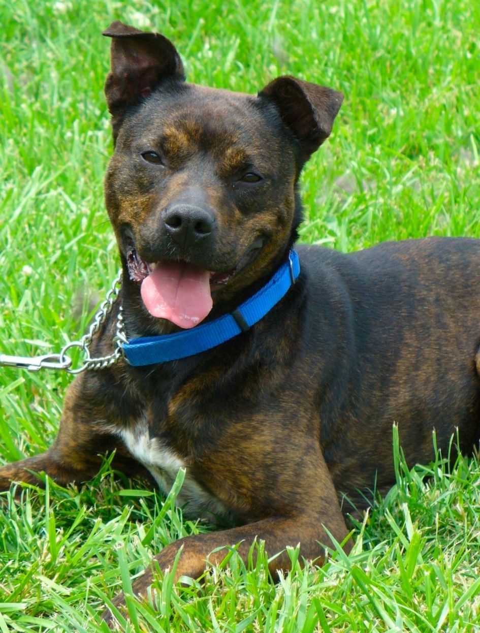 Brindle Rottweiler and Pitbull Mix Lying on Grass