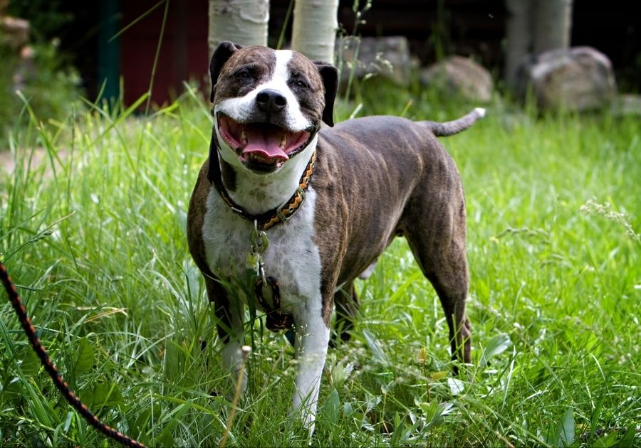 Brindle and White American Pitbull Terrier Dog Smiling