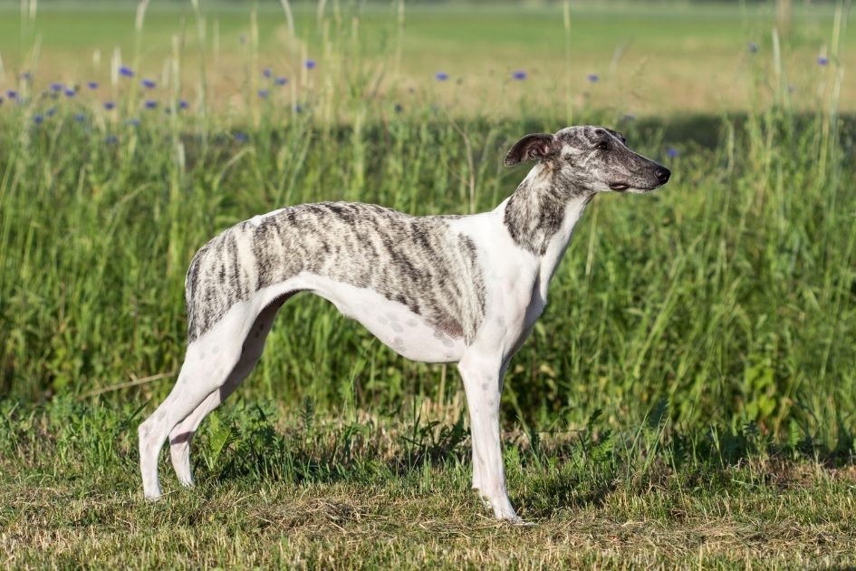 Side View of Brindle and White Whippet Dog Standing On Grass