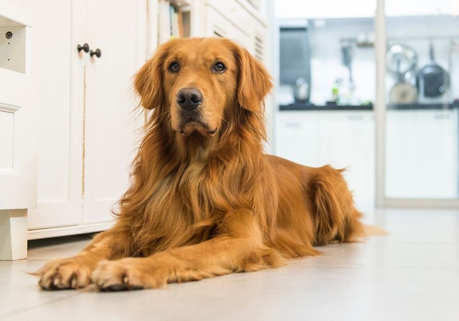 British Golden Retriever Sitting on Kitchen Floor