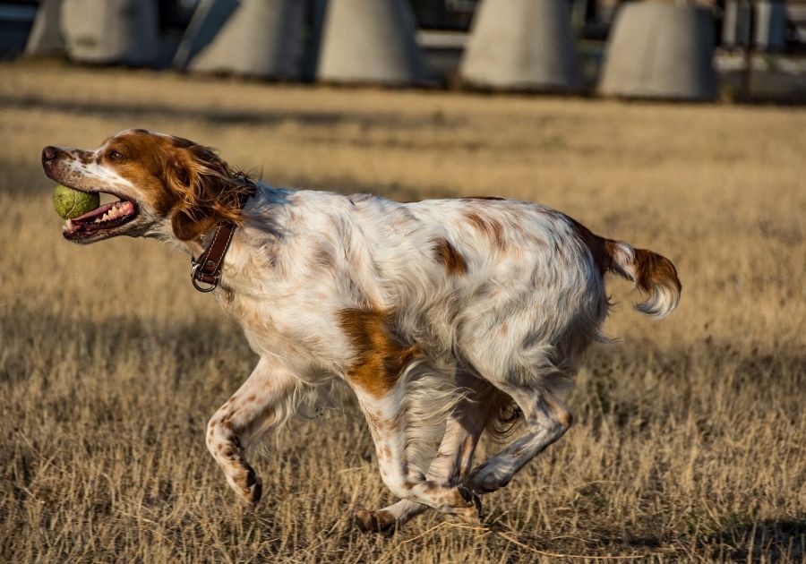 Brittany Spaniel Playing Fetch with Ball on Dry Grass