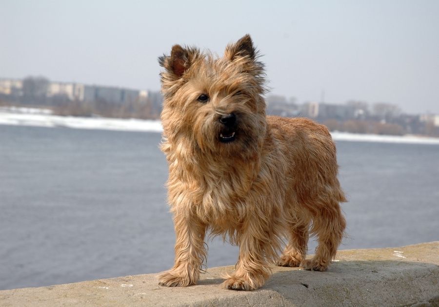Brown Cairn Terrier Dog Standing Near Lake