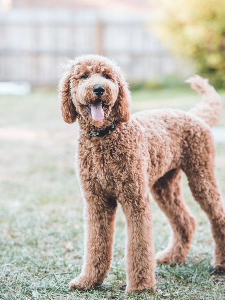 Brown Goldendoodle Standing Standing on Lawn