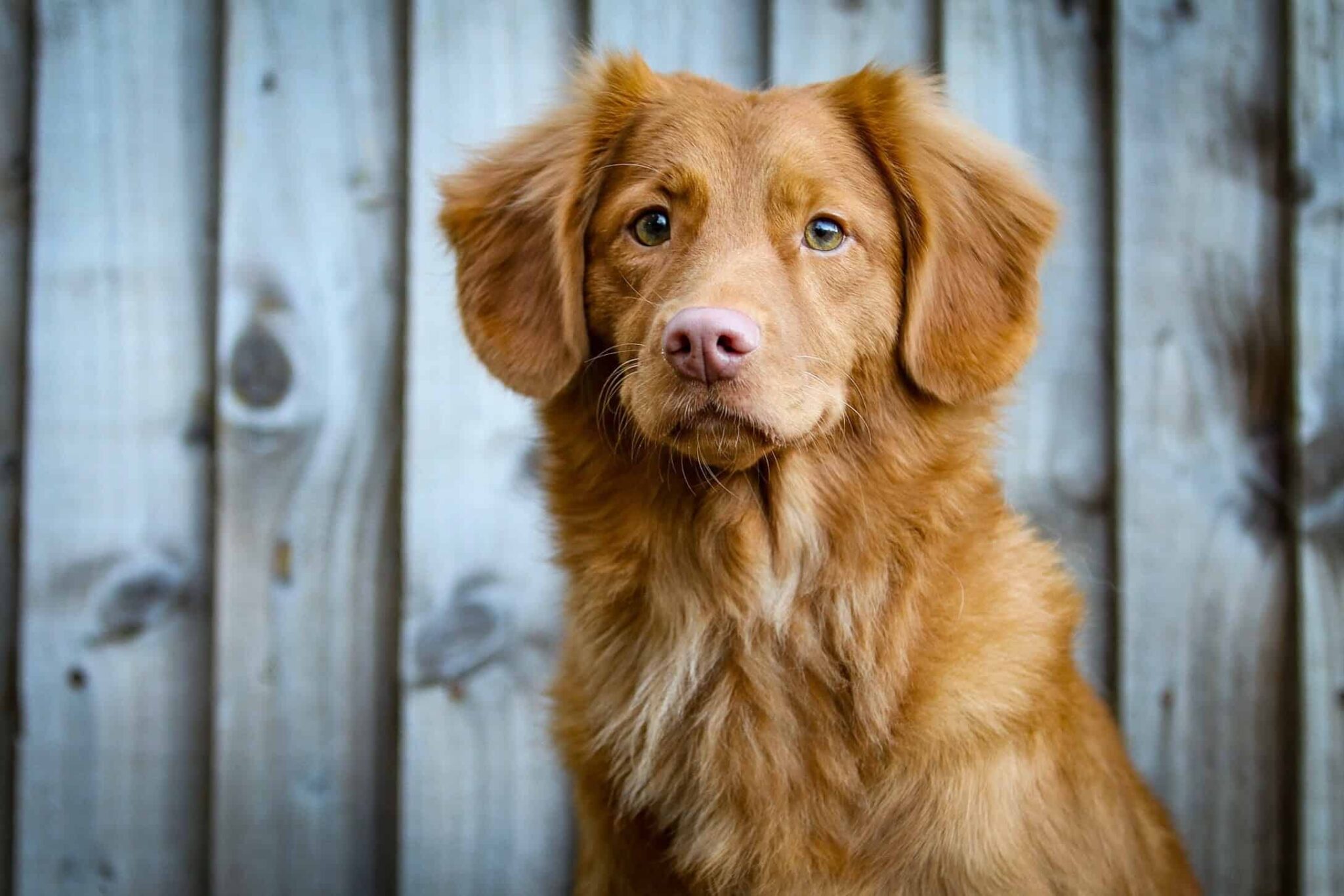 Brown Nose Pup Puplore