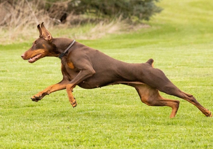 Brown and Tan Doberman Pinscher Running Outdoors