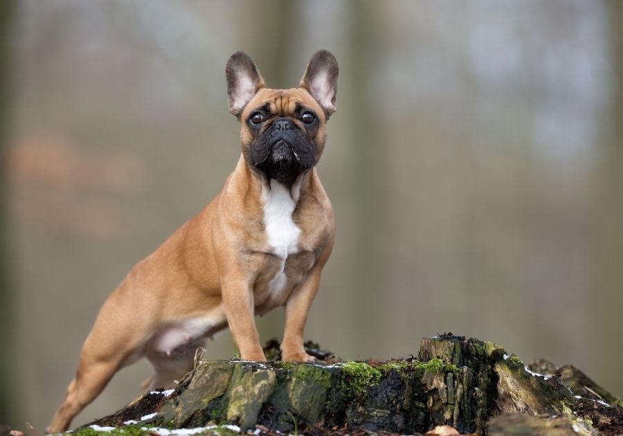 Brown and White Female French Bulldog Standing on Stem
