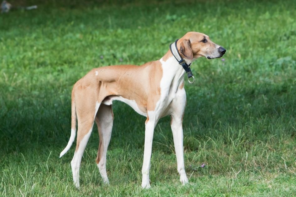 Brown and White Greyhound Dog Standing