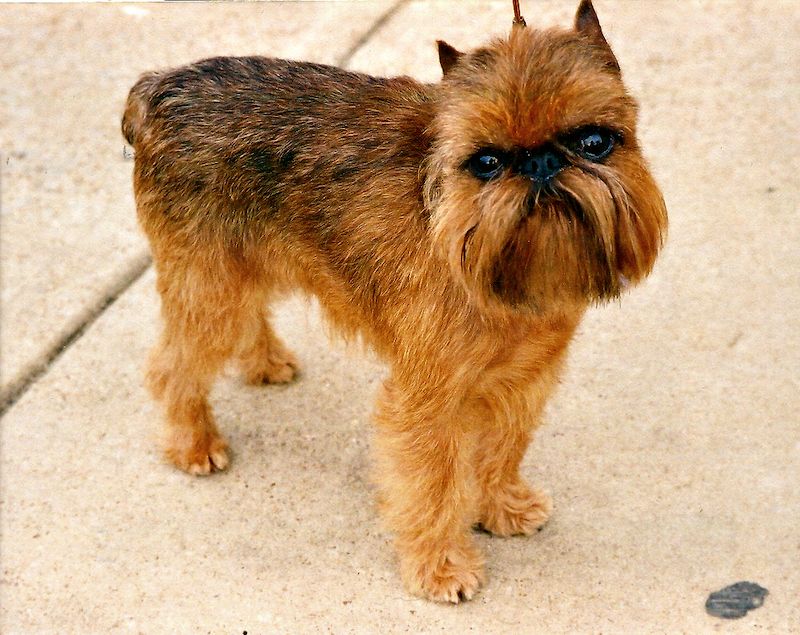Rare and Exotic: Brussels Griffon Dog Breed