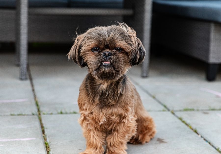 Brussels Griffon Dog Sits Outdoors in Summer