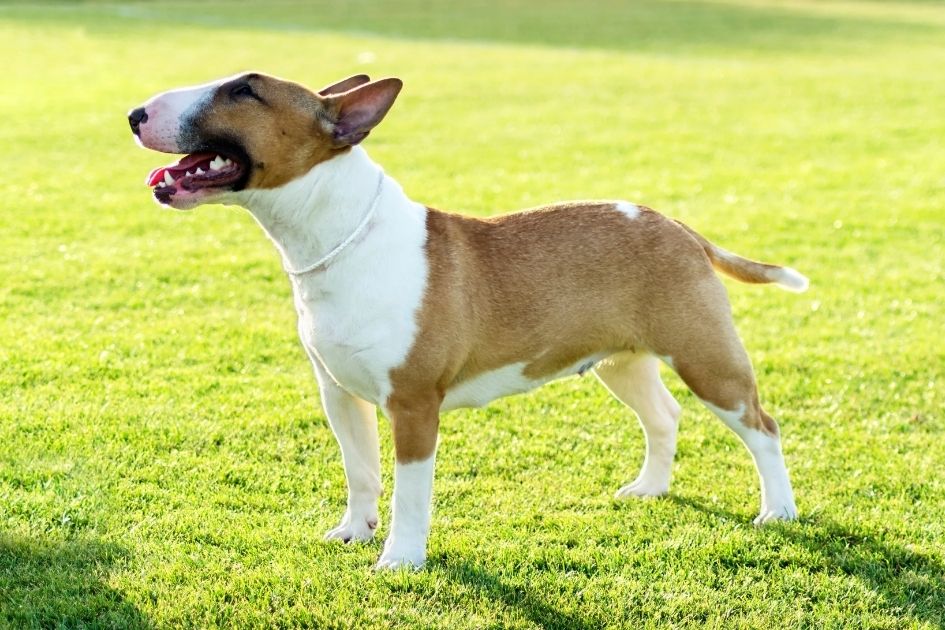 Bull Terrier Dog With Big Nose Standing on Field
