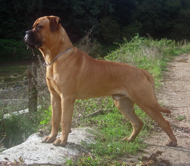 Bullmastiff Dog Breed