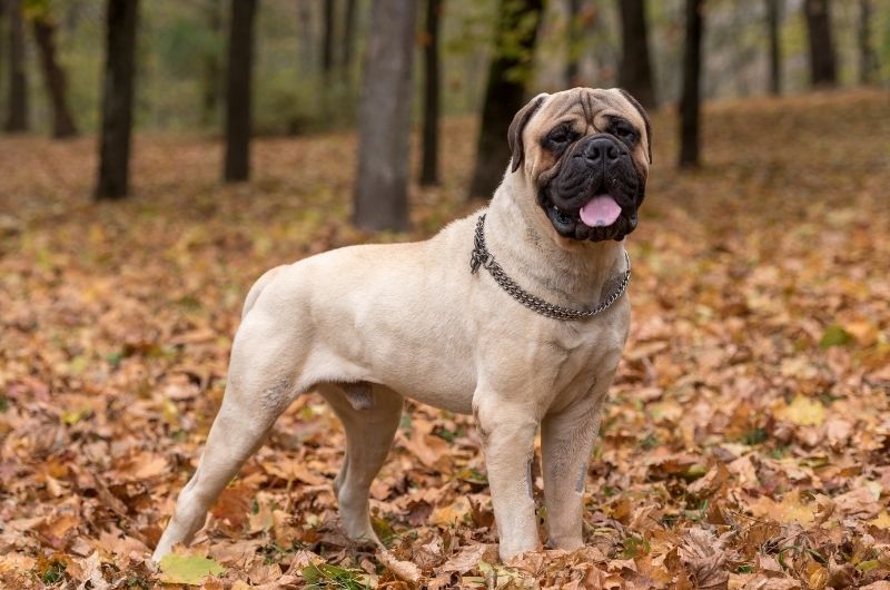 Adult Bullmastiff Dog Standing in Open Park