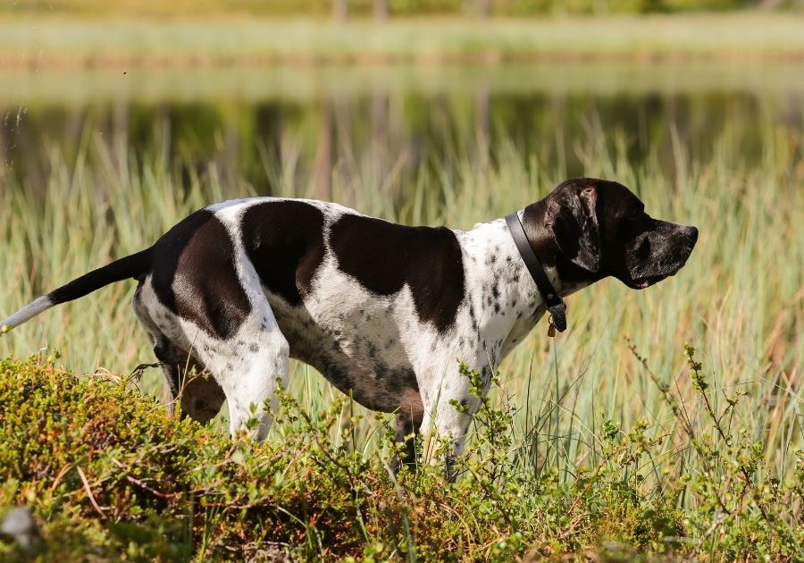 Burgos Pointer Dog (Spanish Pointer) Dog Standing Pointed Sideways on Grass