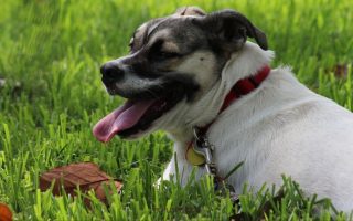 Buskdoggy: Husky Bulldog Mix Breed Info & Guide