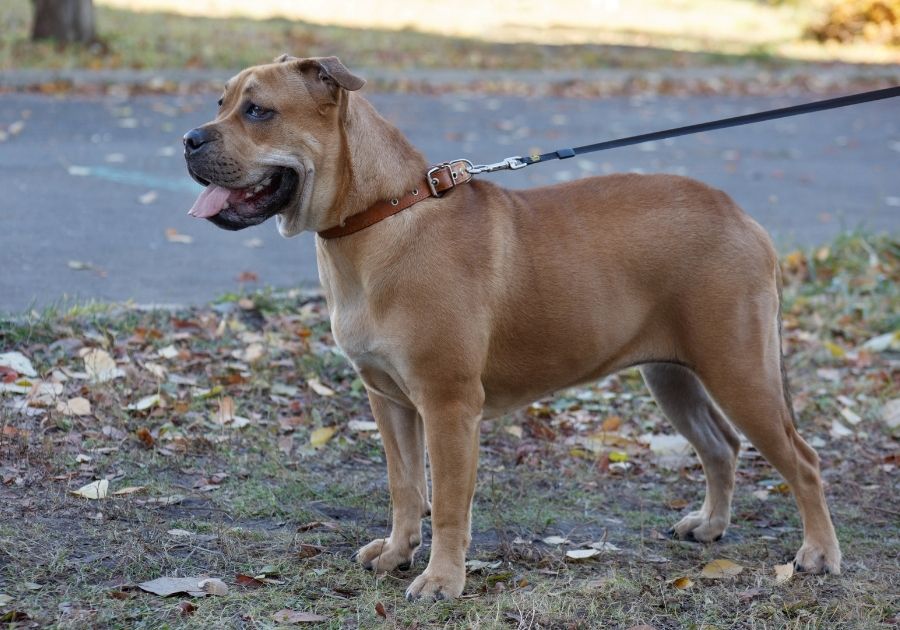 Ca De Bou (Majorca Bulldog) Dog Standing Near Road