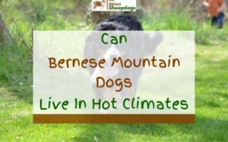 Can Bernese Mountain Dogs Live In Hot Climates? (Solved!)