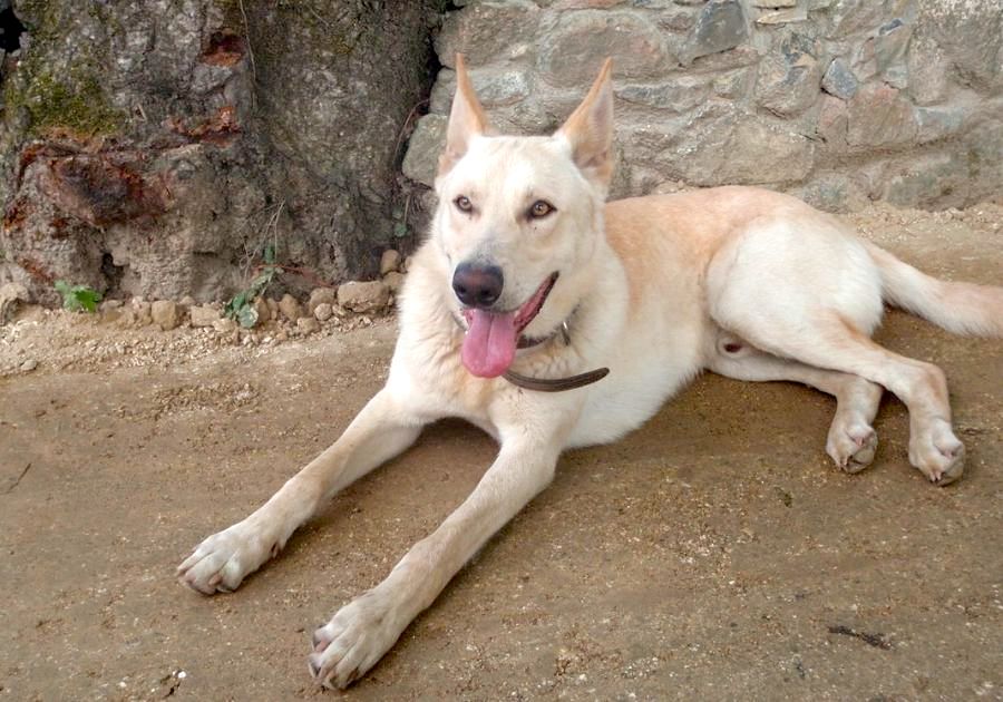 Can De Palleiro Dog Lying on Ground