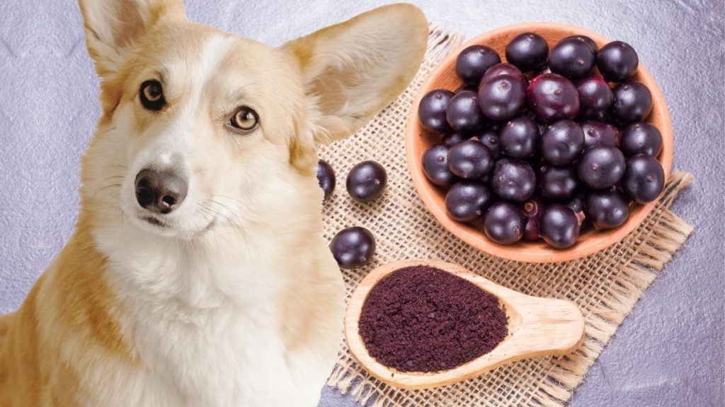 Can Dogs Eat Acai? Are Acai Berries Or Bowls Safe? | Puplore