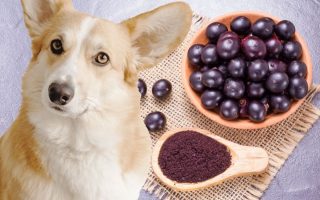 Can Dogs Eat Acai? Are Acai Berries Or Bowls Safe?