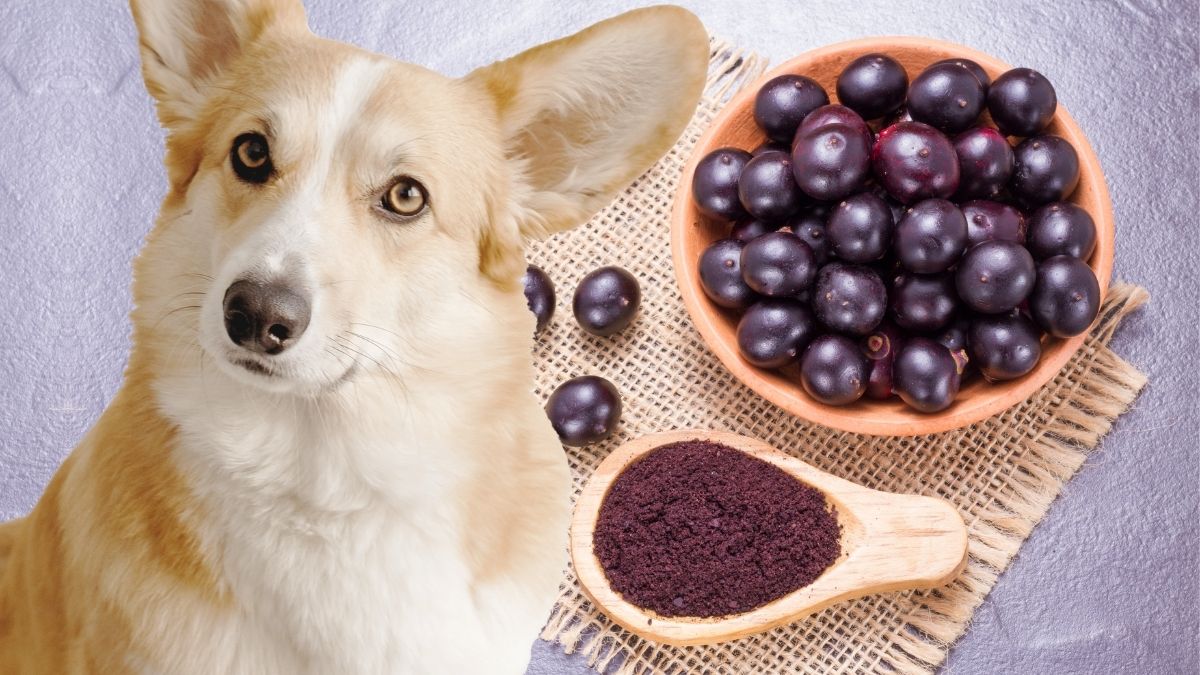Can Dogs Eat Acai Are Acai Berries Or Bowls Safe