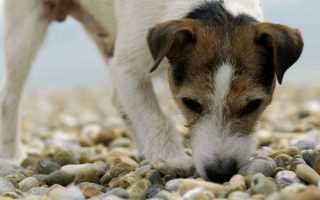 Can Dogs Eat Ants? Will They Get Sick?
