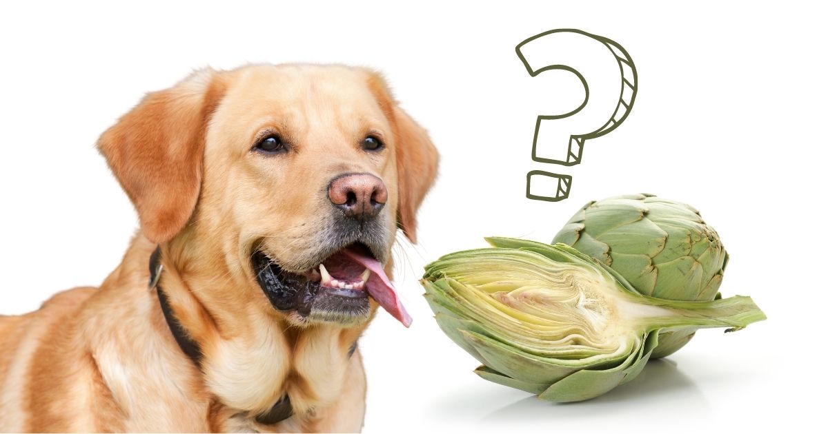 Can Dogs Eat Artichokes What You Should Know