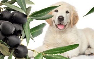Can Dogs Eat Black Olives? Are They Bad For Dogs?
