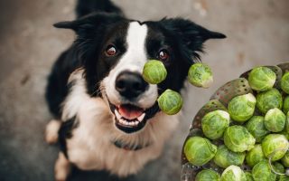 Can Dogs Eat Brussel Sprouts? The Benefits & Gas!