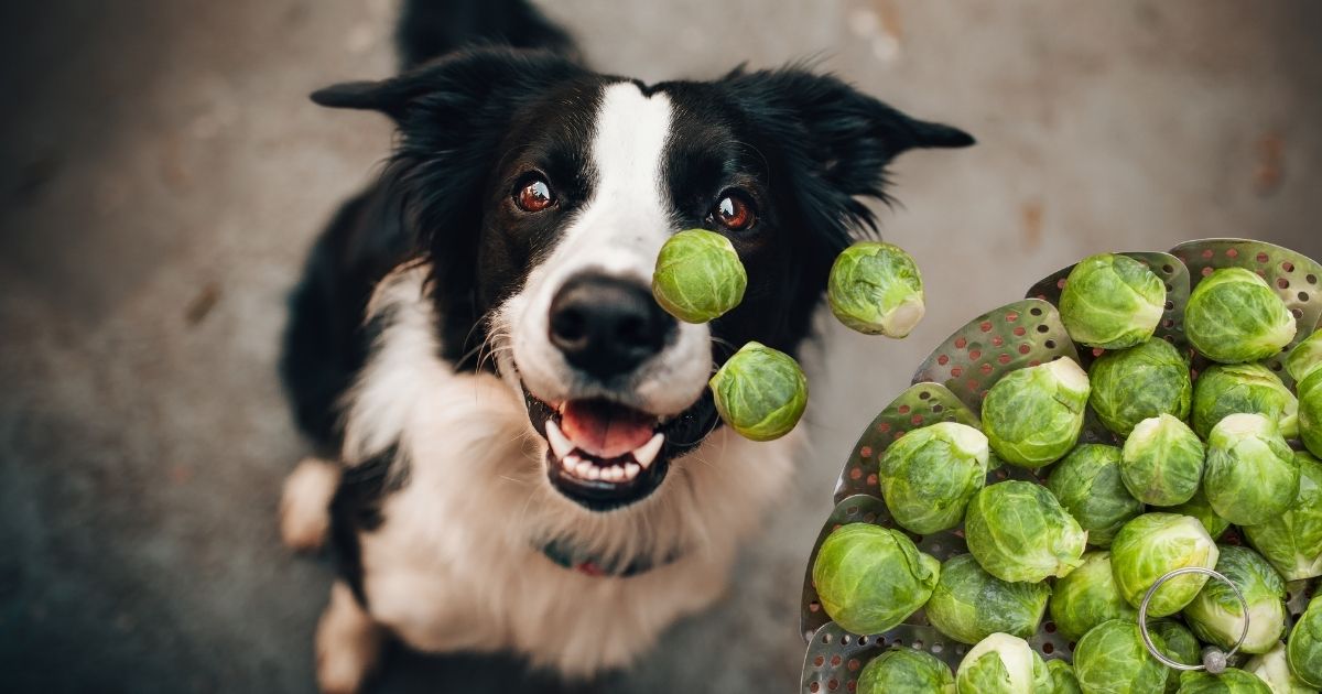 Can Dogs Eat Brussel Sprouts Is It Safe For Them