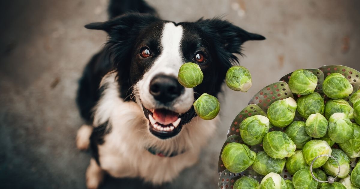 are brussel sprouts okay for dogs to eat