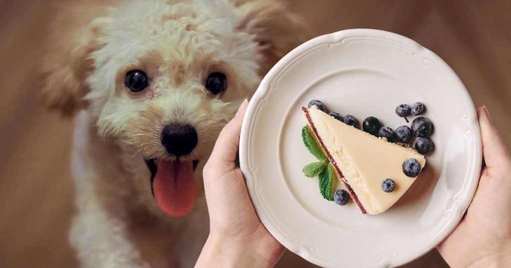 Can Dogs Eat Cheesecake? The Untold Facts