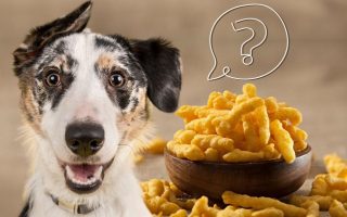 Can Dogs Eat Cheetos? Are Cheetos Good For Dogs?