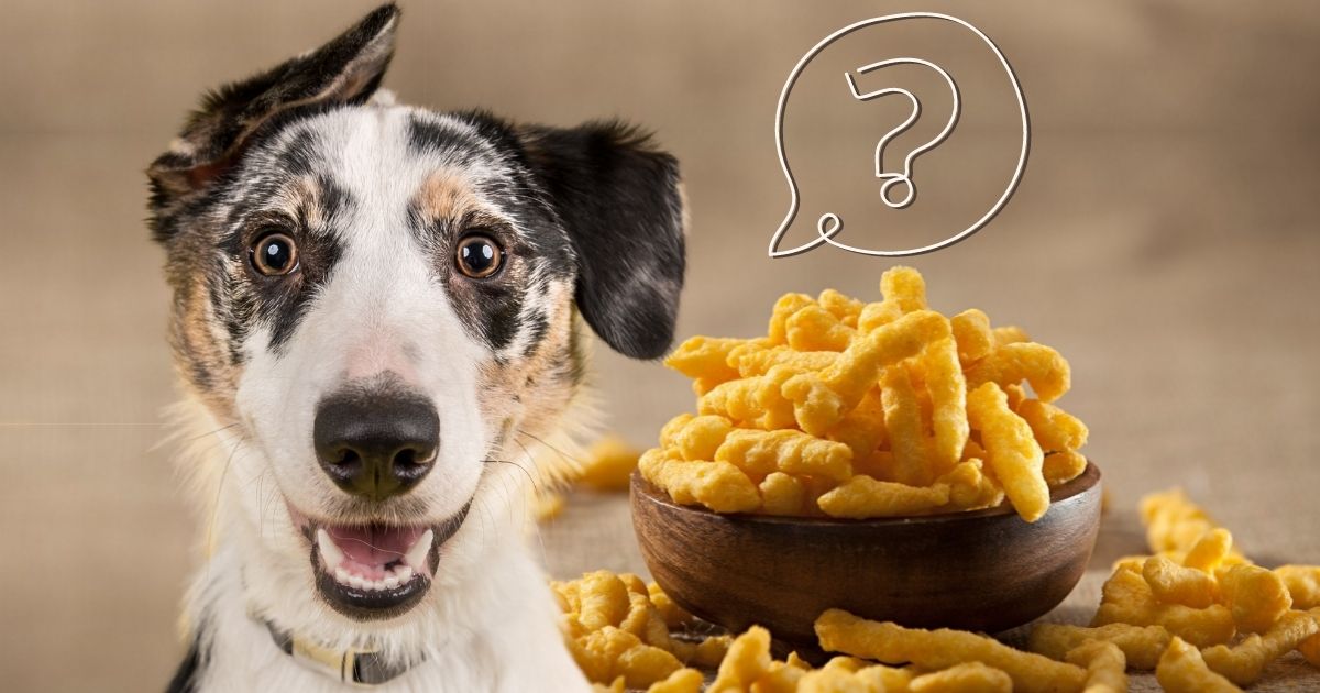 Can Dogs Eat Cheetos? Is Cheetos Good For Dogs?