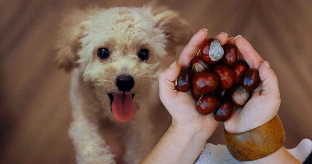 Can Dogs Eat Chestnuts? There's A Catch Puplore