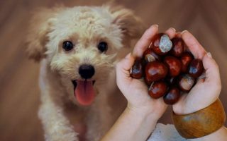 Can Dogs Eat Chestnuts? There’s A Catch