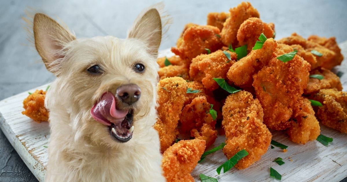 Can Dogs Eat Chicken Nuggets Is It Safe For Them