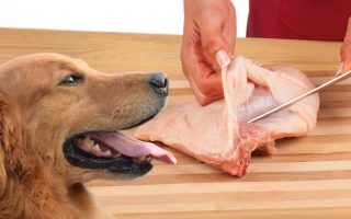 Can Dogs Eat Chicken Skin? What You Should Know
